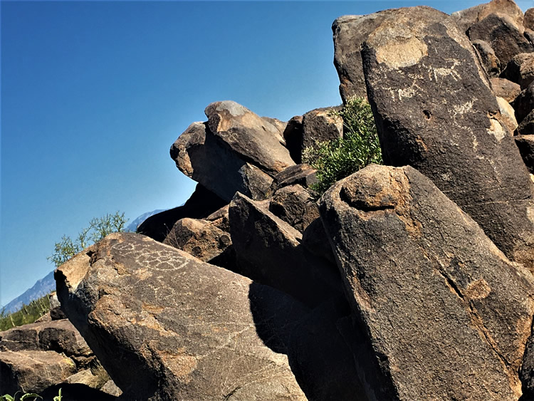 Saguaro National Park